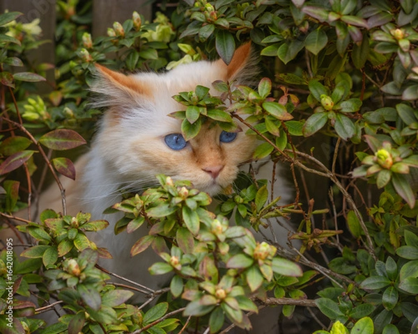 Fototapeta Birman cat hiding in a bush and peeking out