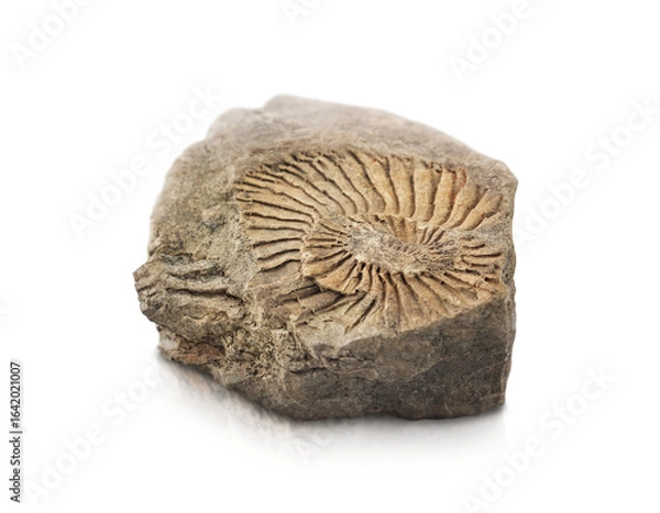 Fototapeta stone with the imprint of a fossil animal is highlighted on a transparent background