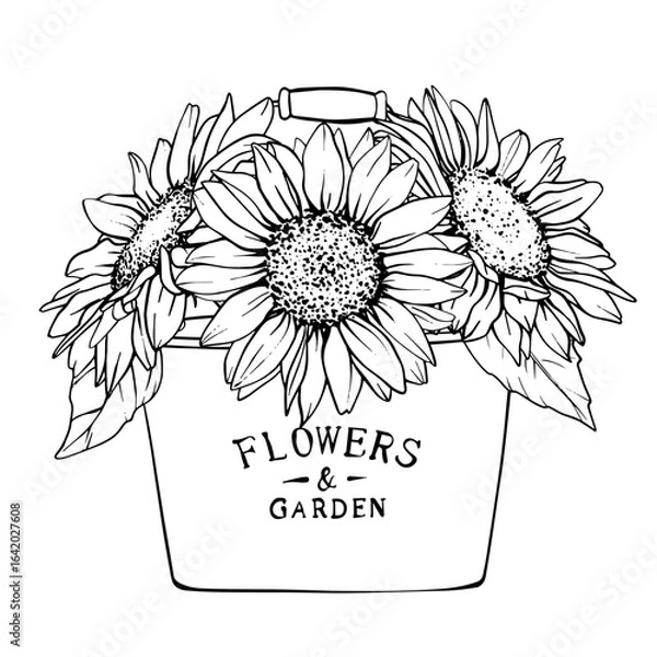 Obraz Bouquet of sunflower flowers in a vintage bucket. Sunflower flowers black and white linear drawing. Vector Flower drawing in line art style. Sketch painted by black inks. Hand Drawn Floral outline
