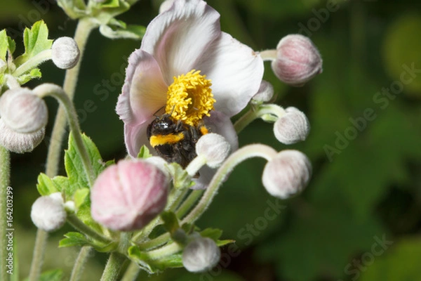Obraz Bumblebee on a flower