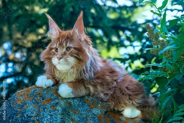 Fototapeta A big red maine coon kitten sitting on a stone in a forest in summer.