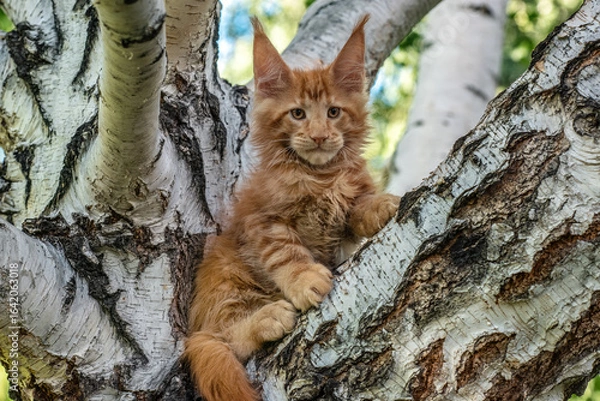 Fototapeta A big red maine coon kitten sitting on a tree in a forest in summer.