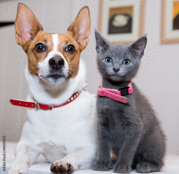 Obraz Grey kitten sitting by a Jack Russell terrier