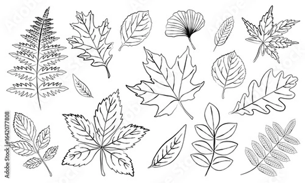 Fototapeta Set of outline leaves in different shapes maple, oak, fern, ginkgo. It is perfect for use in coloring books, educational materials, autumn designs and nature-themed projects