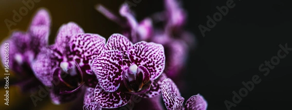 Obraz Orchidee Orchideenblüten mit Textraum Bokeh