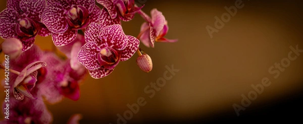 Obraz Orchidee Orchideenblüten mit Textraum Bokeh
