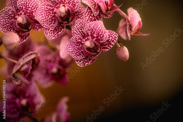 Obraz Orchidee Orchideenblüten mit Textraum Bokeh