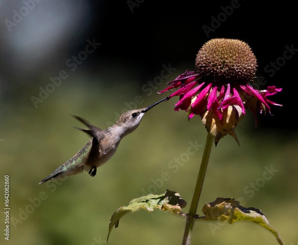 Obraz hummingbird in flight