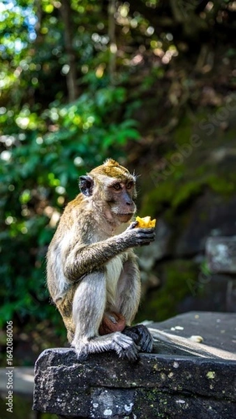 Obraz Monkey eating fruit outdoors
