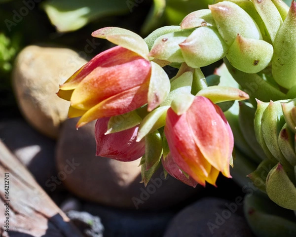 Obraz flowering succulent