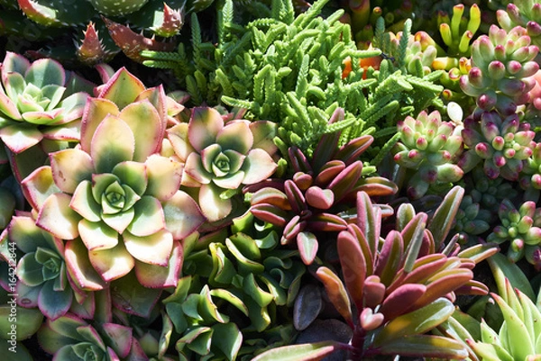 Fototapeta Variety of succulents in a drought-tolerant environment