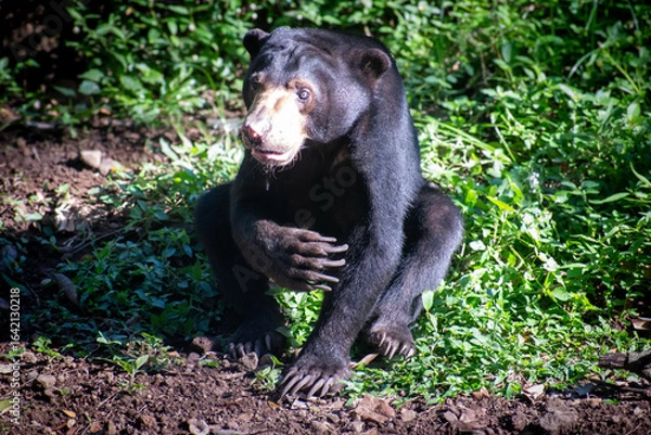 Fototapeta Cute face of a sun bear (Helarctos malayanus), locally called beruang madu or honey bear, a bear species in the family Ursidae found in the tropical forests of Southeast Asia.