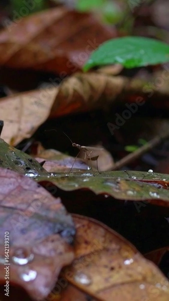 Obraz Small creature on wet forest leaves