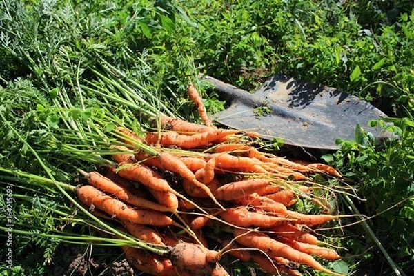 Obraz Freshly picked carrots.