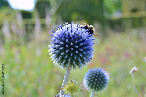 Obraz BumbleBee on Echinops or Globe Thistle flowers in the garden