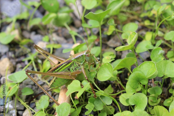 Obraz 草むらの中のキリギリス