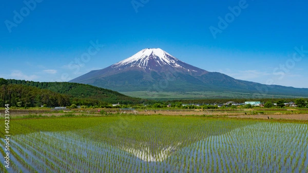 Fototapeta 富士山と水田