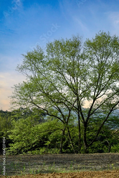 Obraz trees in the field