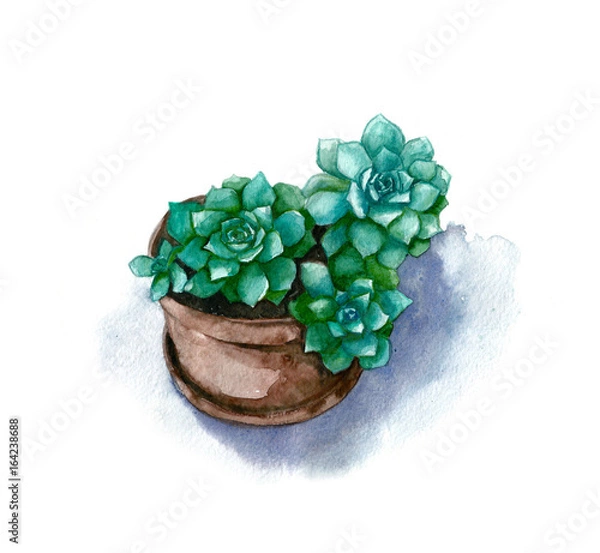 Fototapeta Watercolor green succulent in pot on white background