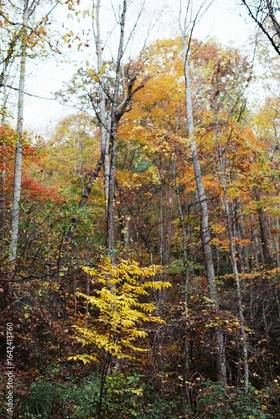 Fototapeta Autumn forest with colorful foliage and single yellow sapling
