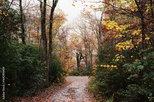 Obraz Leaf-covered forest path winding through autumn foliage