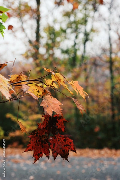 Obraz Red and yellow autumn leaves hanging from tree branch