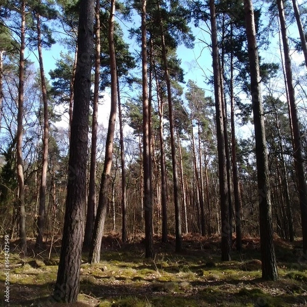 Obraz Sunlit pine forest floor