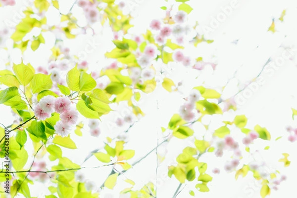 Obraz 見上げる満開の八重桜