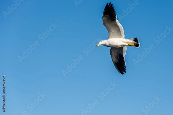 Fototapeta Seagull in mid-flight with wings spread over a clear blue sky. Wildlife and coastal nature photography.