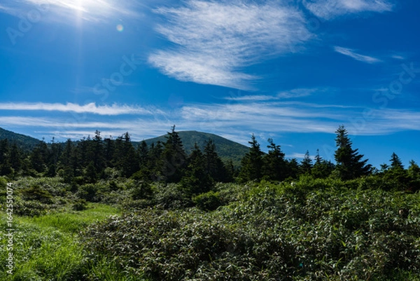 Obraz 夏の快晴の青森の八甲田山の登山道

