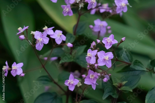 Fototapeta 波志干木（ハシカンボク）