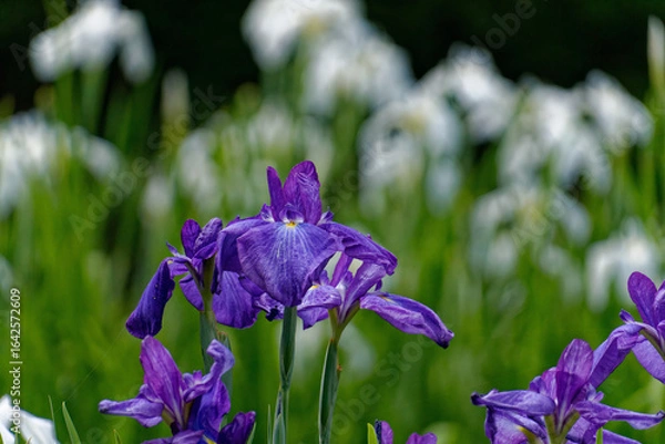 Obraz 紫色の花菖蒲の花