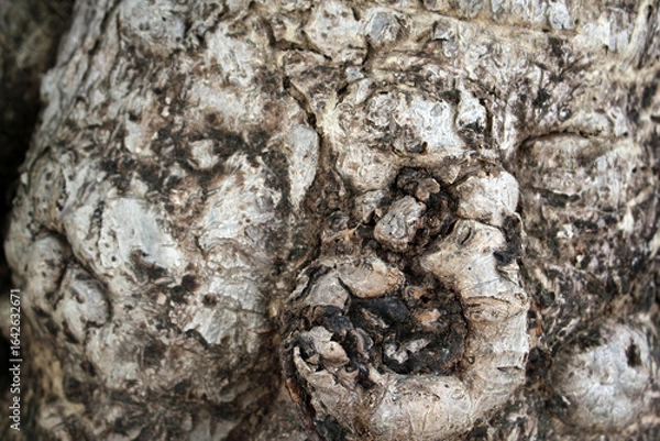 Fototapeta Abstract Texture Tree Bark Rough Nature Background