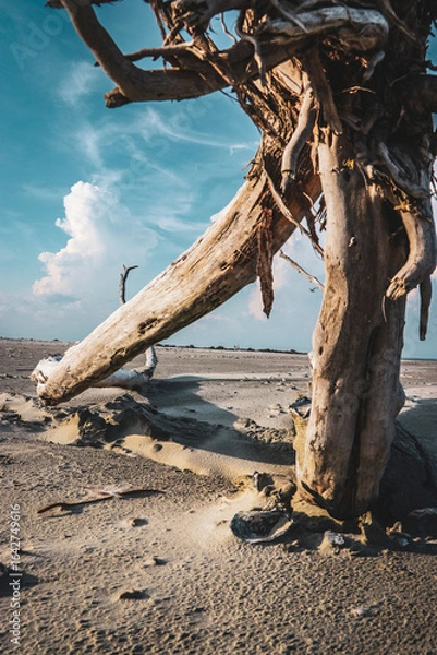 Obraz dead tree on the beach