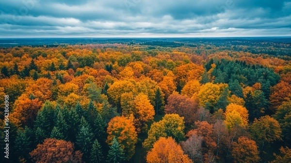 Fototapeta Autumn forest vista, vibrant colors from above