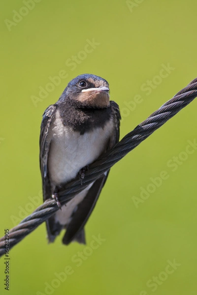 Obraz Young barn swallow sitting on a cable