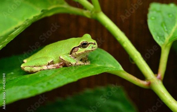 Fototapeta アマガエルと紫陽花の葉