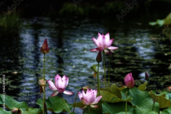 Fototapeta 泥の中から出て美しい花を咲かせるハスは仏様の花