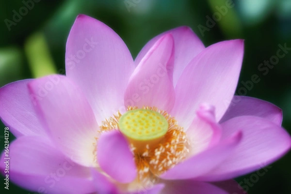 Fototapeta 花の宮殿