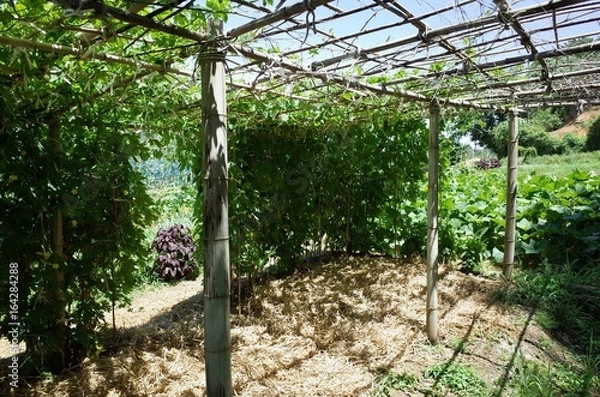 Obraz ７月中旬の菜園