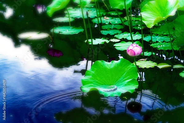 Fototapeta ハスの花と静かに広がる波紋