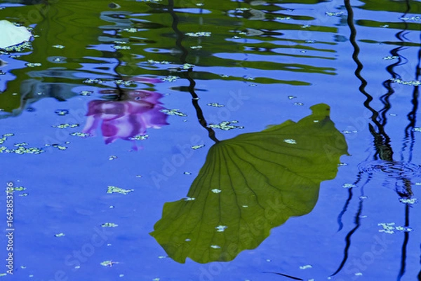 Fototapeta 蓮の花の幻影