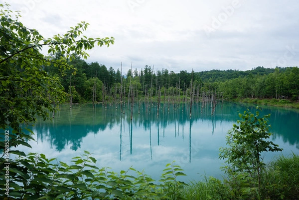 Fototapeta 北海道　美瑛・白金　青い池