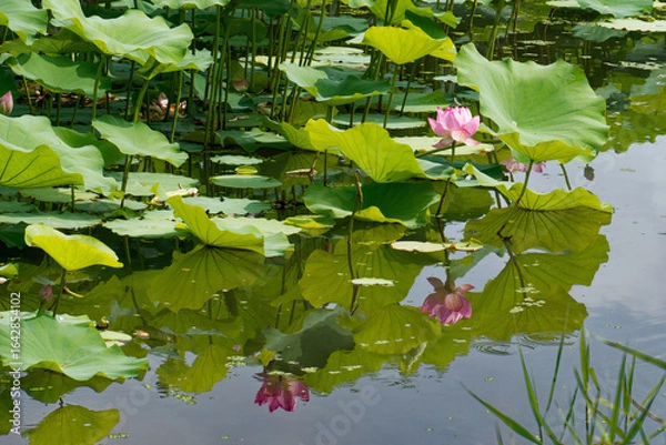 Fototapeta 泥の中から出て美しい花を咲かせるハスは仏様の花