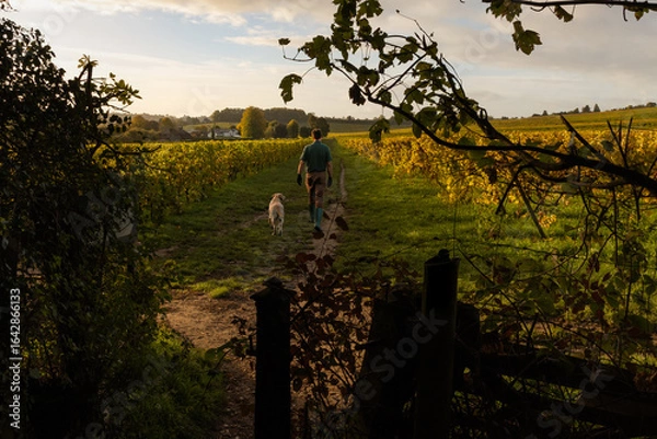 Fototapeta Vintner walks dog through English Vineyard in Surrey Hills in the early morning sunrise in Autumn