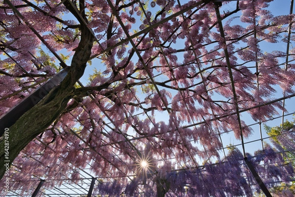 Obraz 藤の花と太陽