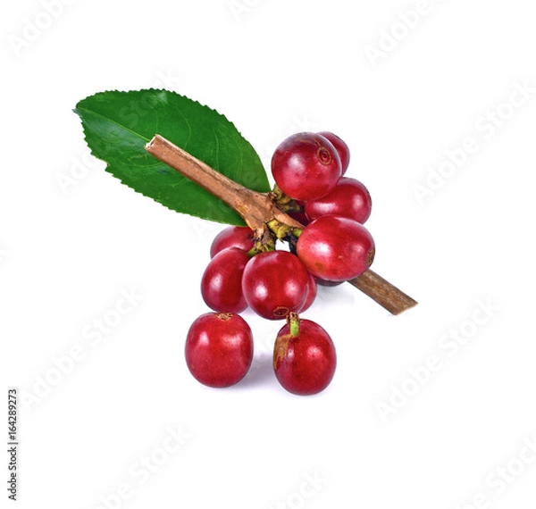 Obraz Red coffee beans isolated on white background