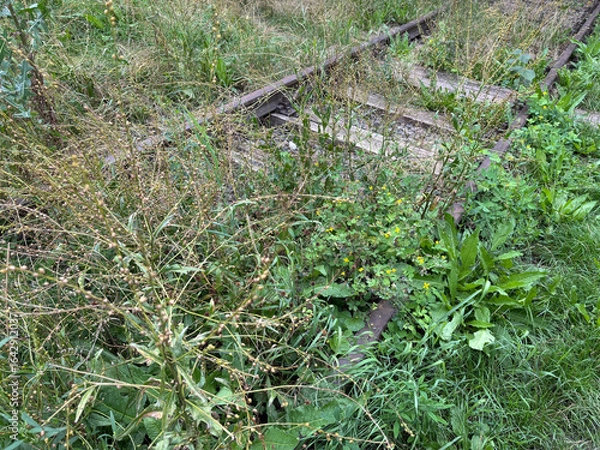 Obraz Old overgrown railway tracks. Unused railway in need of repair, historical rails and sleepers