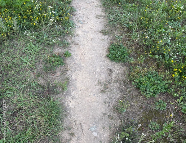 Obraz Narrow path through summer grass with wild plants and wildflowers in a deciduous landscape