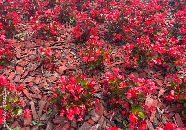 Obraz Red begonia in a flower bed among red mulch